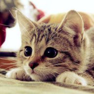 gatovaca17